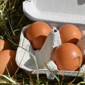 Freiland Knospe Eier