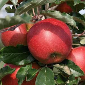 frische Äpfel:   fruchtig - saftig - knackig