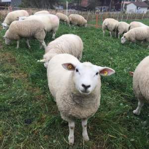 Lammfleisch und Schweinefleisch