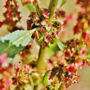 Sauerampfer frisch und Ampfersamen